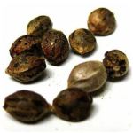 Семена марихуаны АК-47  (Seeds AK-47) в Урюпинске